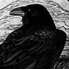 Jacob the Raven